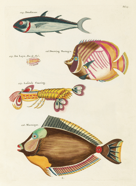 Colourful and surreal illustrations of fishes and lobster found in Moluccas Indonesia and the East Indies by Louis Renard 1678 -1746 from Histoire naturelle des plus rares curiositez de la mer des Indes 1754. Print