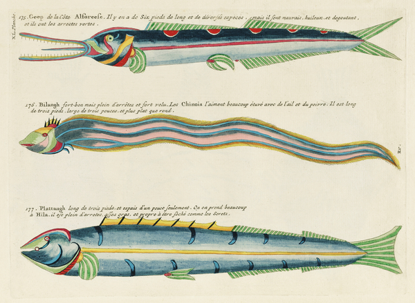 Illustrations of a siren and lobster found in the Moluccas Indonesia and the East Indies by Louis Renard 1678 -1746 from Histoire naturelle des plus rares curiositez de la mer des Indes 1754. Print