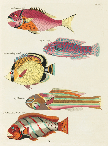 Colourful and surreal illustrations of fishes found in Moluccas Indonesia and the East Indies by Louis Renard 1678 -1746 from Histoire naturelle des plus rares curiositez de la mer des Indes 1754. Print