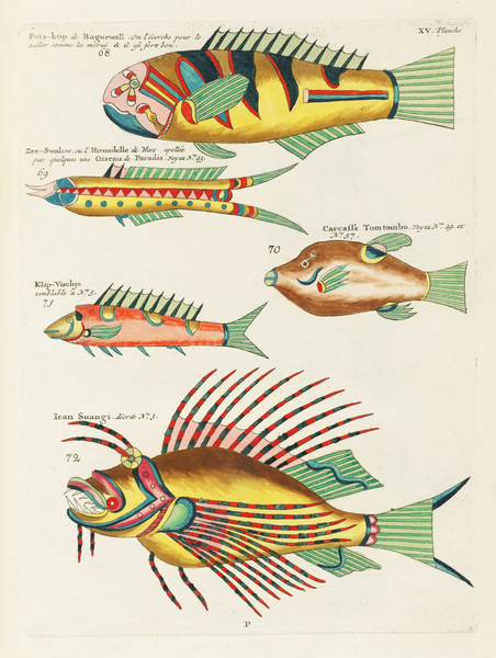 Colourful and surreal illustrations of fishes found in Moluccas Indonesia and the East Indies by Louis Renard 1678 -1746 from Histoire naturelle des plus rares curiositez de la mer des Indes 1754. Print