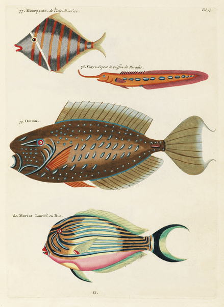 Colourful and surreal illustrations of fishes found in Moluccas Indonesia and the East Indies by Louis Renard 1678 -1746 from Histoire naturelle des plus rares curiositez de la mer des Indes 1754. Print