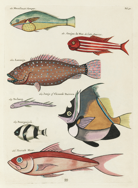 Colourful and surreal illustrations of fishes found in Moluccas Indonesia and the East Indies by Louis Renard 1678 -1746 from Histoire naturelle des plus rares curiositez de la mer des Indes 1754. Print