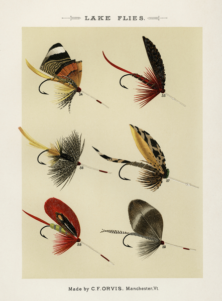 Trout & Bass Flies  Print