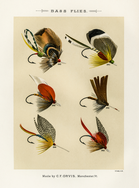 Bass Flies  Print