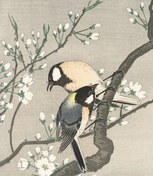 Tits on Cherry Branch 1900-1910 by Ohara Koson 1877-1945 Print