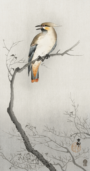 Japanese plague bird on branch 1900 - 1910 by Ohara Koson 1877-1945. Print