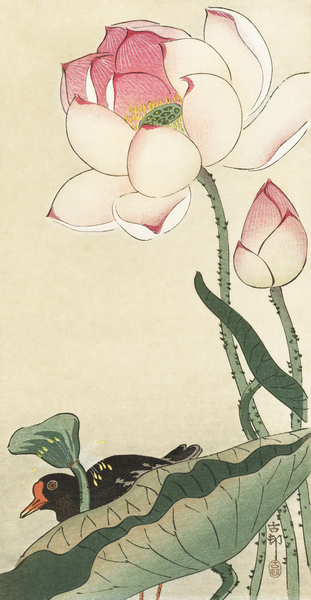 Gallinule with Lotus Flowers 1900 - 1930 by Ohara Koson 1877-1945. Print
