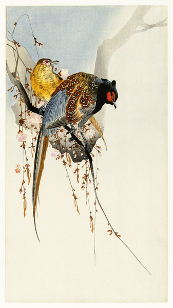 Pheasant couple and plum blossom 1900 - 1930 by Ohara Koson 1877-1945. Print