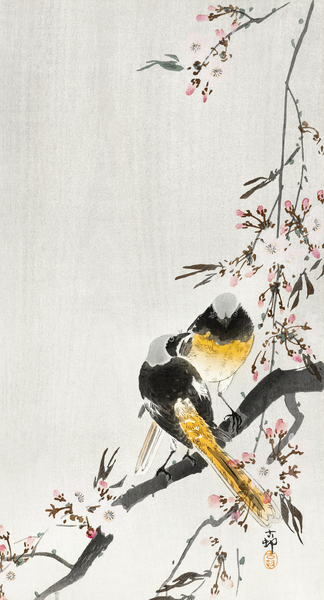 Two sable red tails with cherry blossom 1900 - 1936 by Ohara Koson 1877-1945. Print
