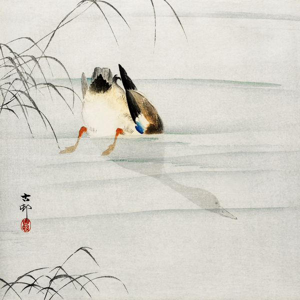 Mallard the head under water 1900 - 1930 by Ohara Koson 1877-1945. Print