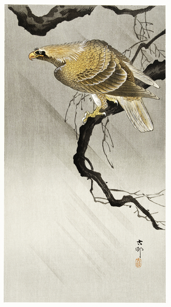 Eagle on branch 1900 - 1910 by Ohara Koson 1877-1945. Print