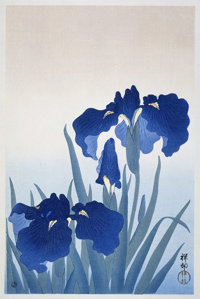 Iris flowers 1925 - 1936 by Ohara Koson 1877-1945. Print