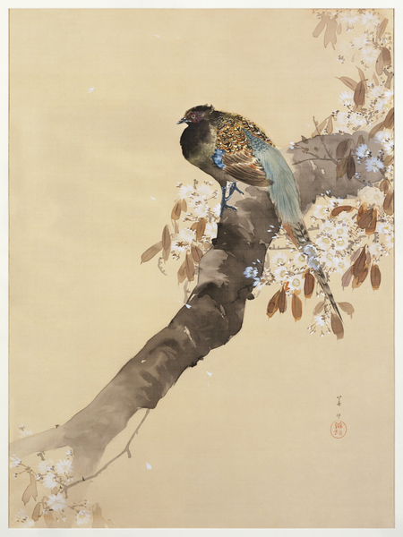 Pheasant on cherry blossom branch 1887-1945 by Ohara Koson 1877-1945. Print