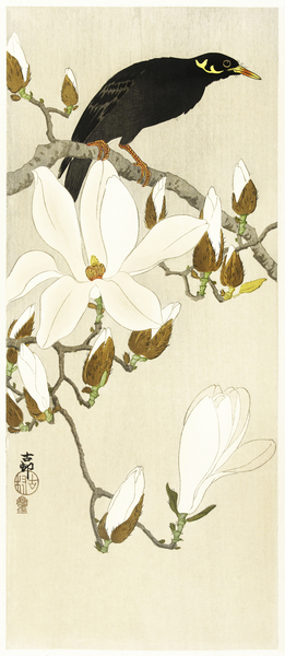 Myna on Magnolia Branch 1900 - 1910 by Ohara Koson 1877-1945. Print