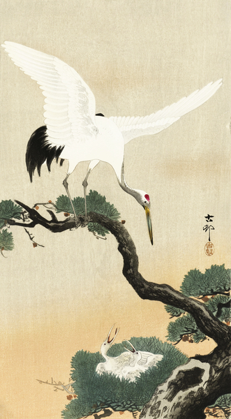 Japanese crane bird on branch of pine 1900 - 1930 by Ohara Koson 1877-1945. Print