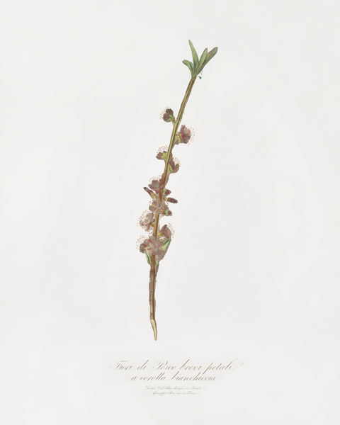 Peach flower Prunus persica from Pomona Italiana 1817 - 1839 by Giorgio Gallesio 1772-1839.  Print