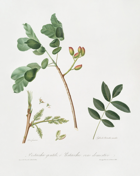 Pistachio Pistacia vera from Pomona Italiana 1817 - 1839 by Giorgio Gallesio 1772-1839.  Print