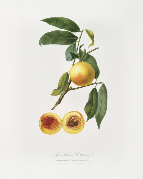 Peach Prunus persica from Pomona Italiana 1817 - 1839 by Giorgio Gallesio 1772-1839.  Print