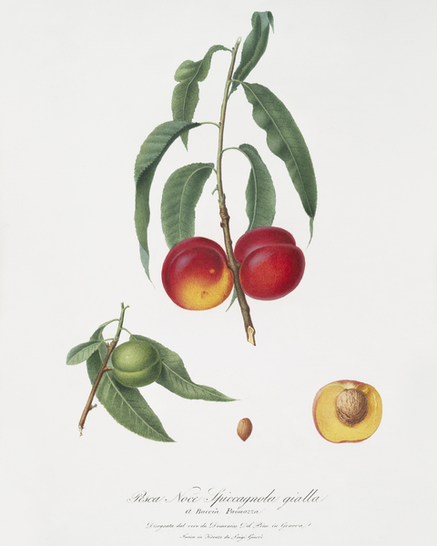 Walnut peach Persica from Pomona Italiana 1817 - 1839 by Giorgio Gallesio 1772-1839.  Print