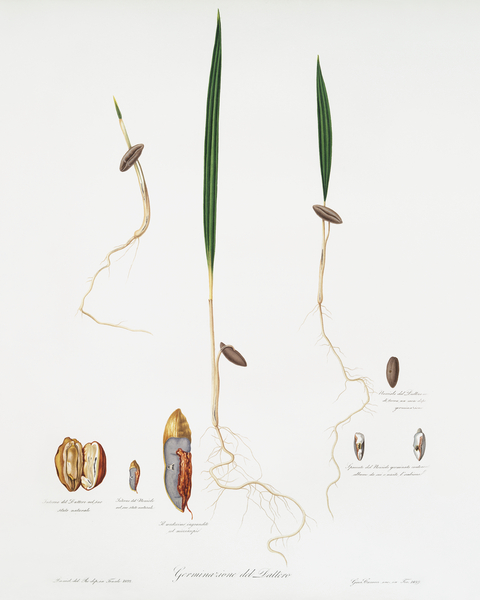 Date Palm Phoenix dactylifera from Pomona Italiana 1817 - 1839 by Giorgio Gallesio 1772-1839.  Print