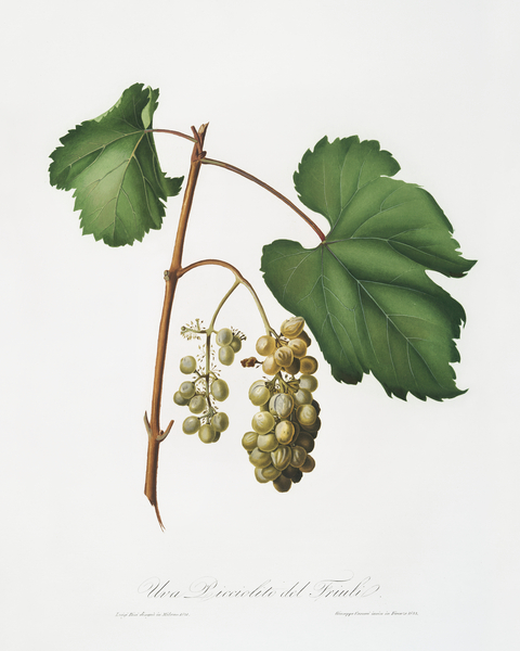 Friuili grape Vitis vinifera Forojuliensis from Pomona Italiana 1817 - 1839 by Giorgio Gallesio 1772-1839.  Print