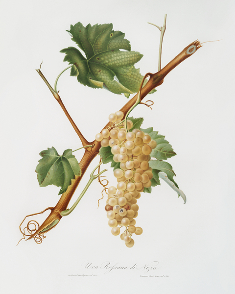 Giorgio Gallesio Botanical