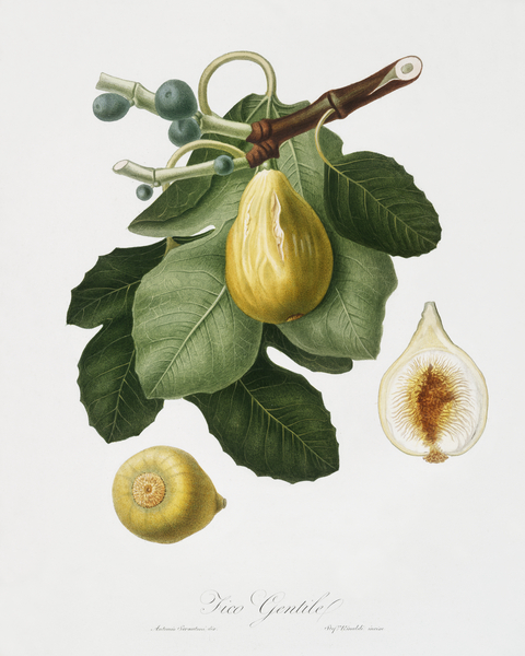 Common Fig Ficus carica sativa from Pomona Italiana 1817 - 1839 by Giorgio Gallesio 1772-1839.  Print