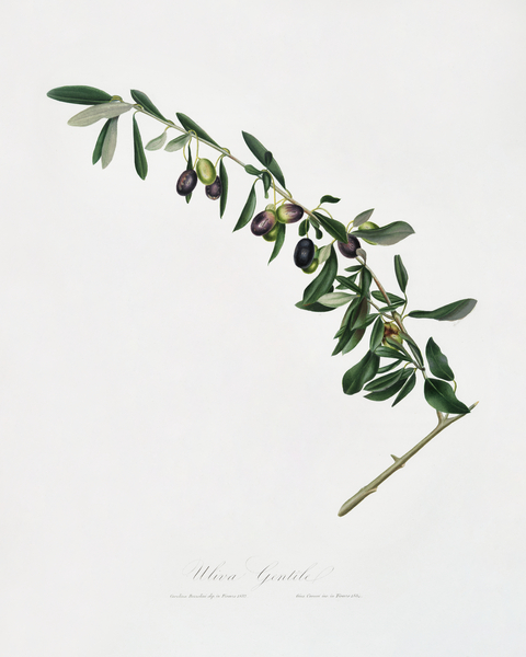Olives Olea sativa Italica from Pomona Italiana 1817 - 1839 by Giorgio Gallesio 1772-1839.  Print