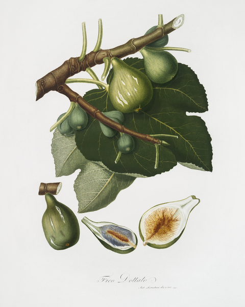 Common Fig Ficus carica sativa from Pomona Italiana 1817 - 1839 by Giorgio Gallesio 1772-1839.  Print