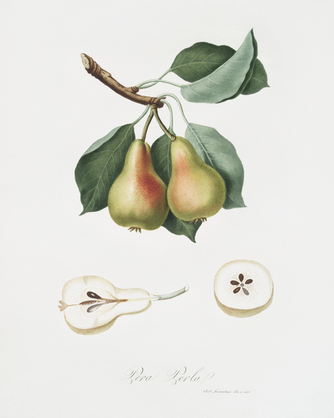 Pear Pyrus Perla from Pomona Italiana 1817 - 1839 by Giorgio Gallesio 1772-1839.  Print