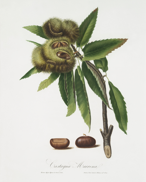 Spanish Chestnut Castanea sativa from Pomona Italiana 1817 - 1839 by Giorgio Gallesio 1772-1839.  Print