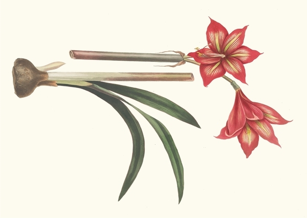 Amaryllis Correiensis. 1834 Print