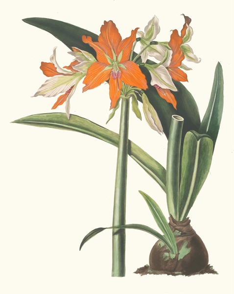  Priscilla Susan Bury Botanical