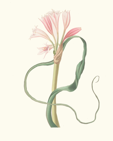 Amaryllis Longifolia Glauca 1834 Print