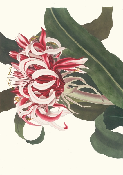 Crinium Augustum. [Queen Emma] 1834 Print