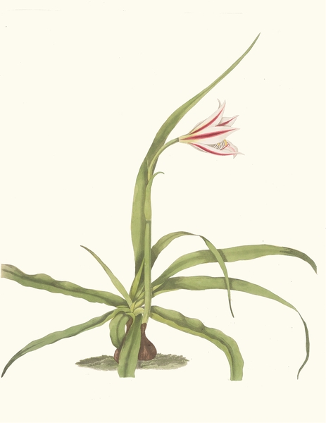 Crinum Yuccæides 1834 Print
