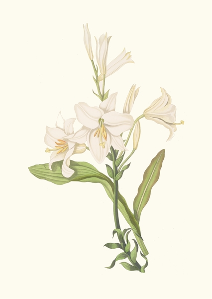 Lilium Candidum 1834 Print