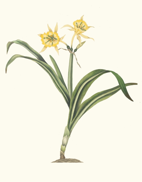 Pancratium Amancaes 1834 Print