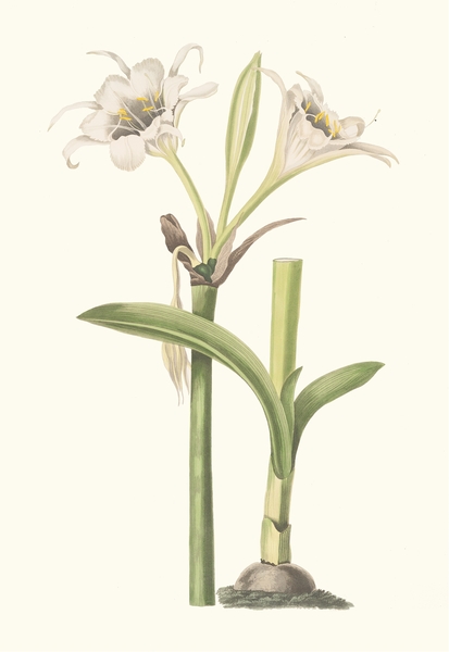 Pancratium Calathinum. 1834 Print