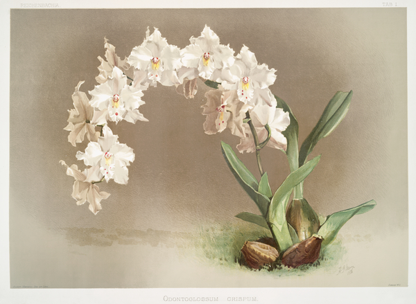 Odontoglossum crispum from Reichenbachia Orchids 1888-1894 by Frederick Sander 1847-1920.  Print