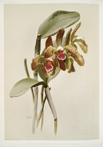 Cattleya granulosa var schofieldiana from Reichenbachia Orchids 1888-1894 illustrated by Frederick Sander 1847-1920.  Print