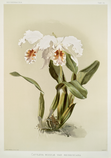 Cattleya mossiæ var reineckiana from Reichenbachia Orchids 1888-1894 illustrated by Frederick Sander 1847-1920.  Print