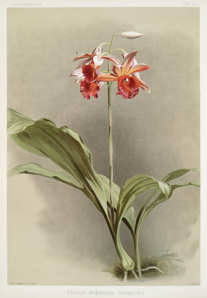 Phaius hybridus cooksonii from Reichenbachia Orchids 1888-1894 illustrated by Frederick Sander 1847-1920.  Print