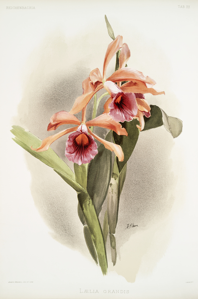 Lælia grandis from Reichenbachia Orchids 1888-1894 illustrated by Frederick Sander 1847-1920.  Print