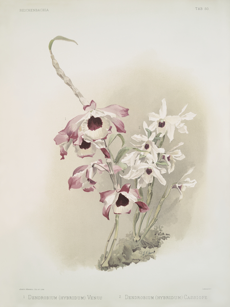 Dendrobium hybridum venus Dendrobium hybridum cassiope from Reichenbachia Orchids 1888-1894 illustrated by Frederick Sander 1847-1920.  Print