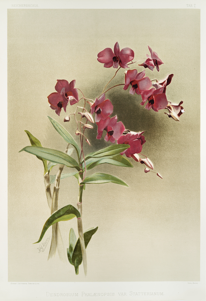 Dendrobium phalænopsis var statterianum from Reichenbachia Orchids 1888-1894 illustrated by Frederick Sander 1847-1920.  Print