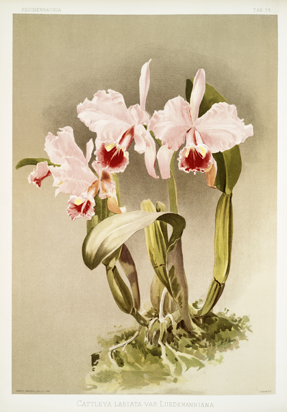 Cattleya labiata var luedemanniana from Reichenbachia Orchids 1888-1894 illustrated by Frederick Sander 1847-1920.  Print