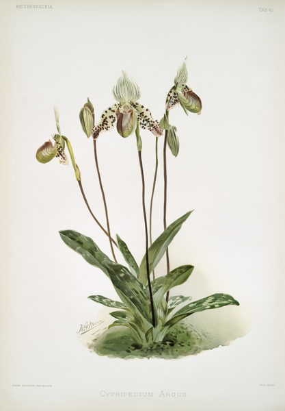 Cypripedium argus from Reichenbachia Orchids 1888-1894 illustrated by Frederick Sander 1847-1920.  Print