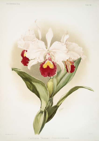 Cattleya trianaei schroederiana from Reichenbachia Orchids 1888-1894 illustrated by Frederick Sander 1847-1920.  Print