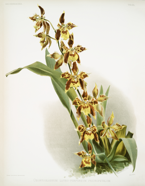 Odontoglossum luteo-purpureum prionopetalum from Reichenbachia Orchids 1888-1894 illustrated by Frederick Sander 1847-1920.  Print